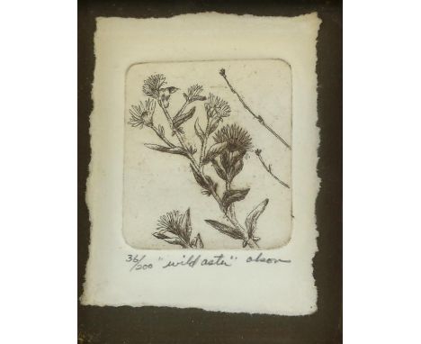 Olson (20th century). Wild Aster, an etching, titled and signed to the lower margin. Limited edition, numbered 36 of 200.  Pl