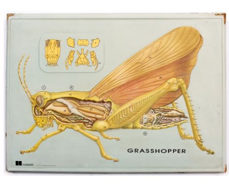 A DISSECTED 3D COMPOSITE WALL HANGING MODEL showing the organs and body of a grasshopper with further diagrams in coloured li