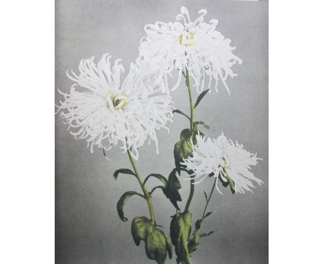 CANVAS PRINT, of chrysanthemums, from the V&A, 121cm W x 151cm H.