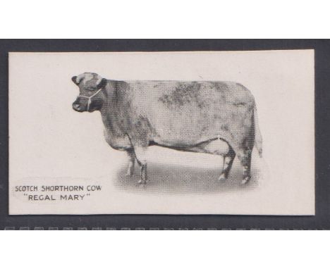 Cigarette card, Taddy, Famous Horses & Cattle, type card, no 20 Scotch Shorthorn Cow, 'Regal Mary' (vg) (1)