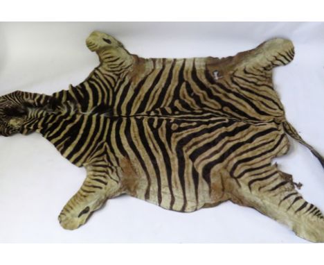 A vintage zebra skin rug 220x177cm  A vintage zebra skin rug 220x177cm  