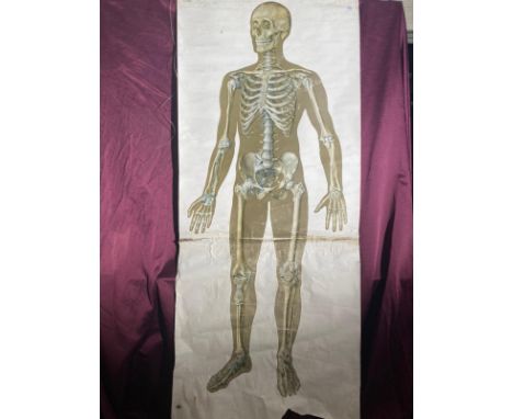 A vintage anatomical chart by Deutsches Hygiene-Museum, Dresden   / All lots are located at The Barn, Hampstead Farm, Nr Henl