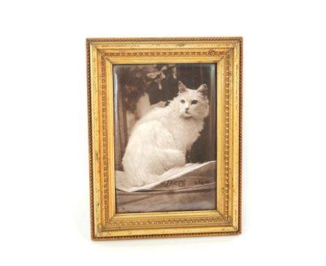A photographic reproduction of a white cat, printed on to a porcelain plaque, within a gilt frame, 24cm x 17cm