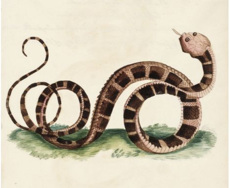 * Indian snakes. Six watercolour studies of Indian snakes, circa 1850, watercolour on wove, including studies of spectacle sn