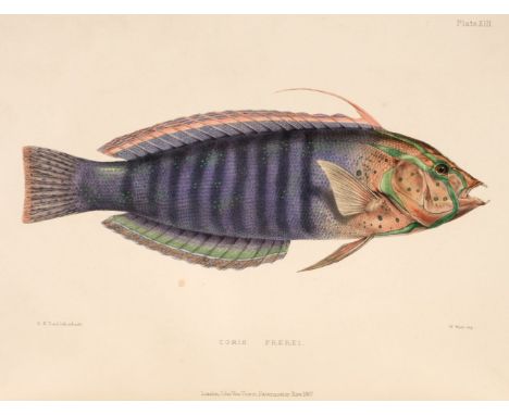 Playfair (R. Lambert &amp; Gunther, Albert C.L.G.). The Fishes of Zanzibar, Acanthopterygii by... Lambert, Pharyngognathi etc