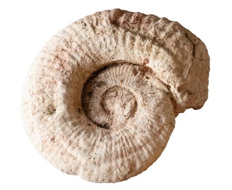 A reconstituted stone model of a fossil ammonite, 20th century; 15cm high, 54cm wide

