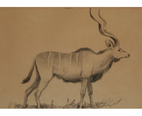 JOHN CYRIL HARRISON, PENCIL SKETCH, Inscribed "Kudu", Provenance: Endorsed by his Son, R C Harrison, 7" x 9 1/2"