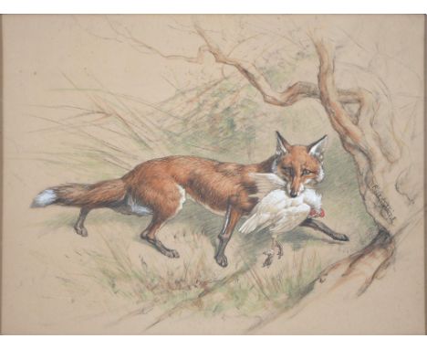 Basil Nightingale (1864-1940) - A Fox, signed, mixed media on coloured paper, 44 x 58cm  Good overall condition with light sp