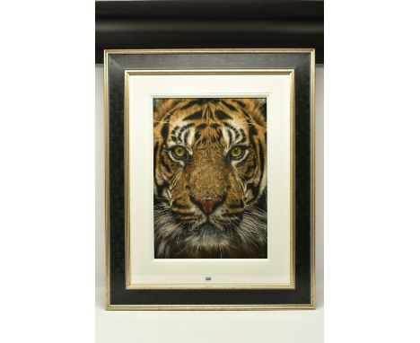 VALERIE SIMMS (BRITISH 1965) 'SURVIVAL', a close-up portrait of a Tiger, signed bottom right, pastel on paper, approximate si