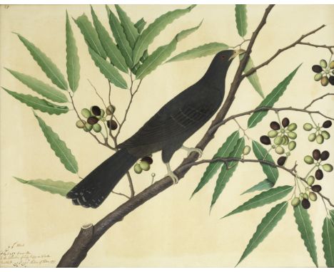 A study of a bird perched on the branch of a flowering plant, by Shaykh Zayn al-Din, from the collection of Lady Impey Compan