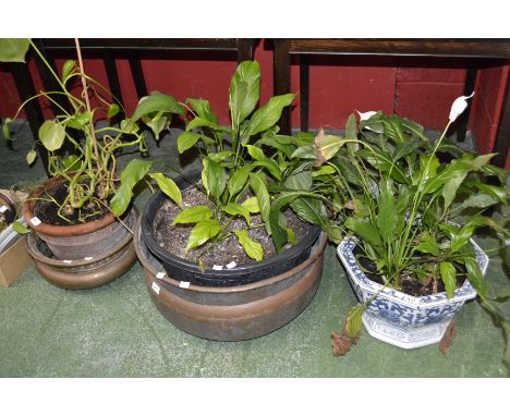 House plants, in ceramic, terracotta and copper containers; glassware; modern Japanese vase; Coalport plate