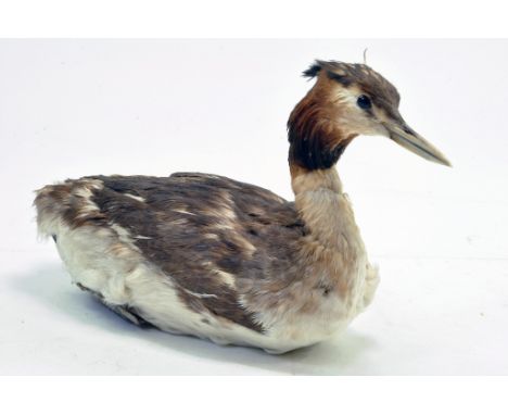 Taxidermy: An early 21st century example of a Great Crested Grebe (Podiceps cristatus), unmounted. Presented and studied by l