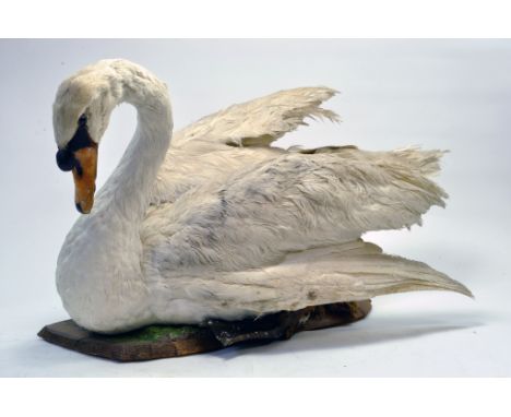 Taxidermy: A late 20th/early 21st century example of a Swan (Cygnus olor) mounted on a plinth. Presented and studied by local