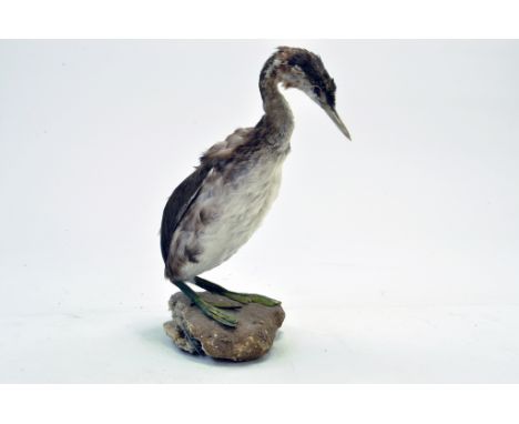 Taxidermy: An early 21st century example of a Little Grebe on a scenic plinth. Presented and studied by local and reputed tax