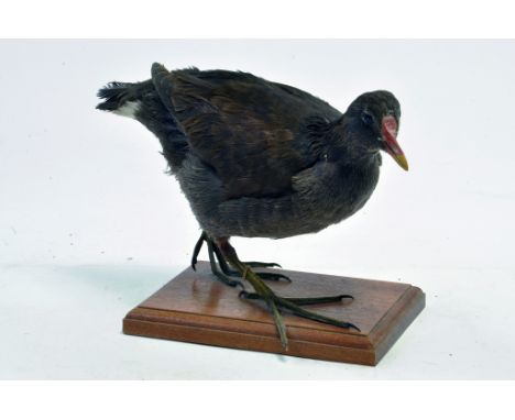 Taxidermy: An early 21st century example of a Moorhen (Gallinula chloropus) mounted on a scenic plinth. Presented and studied