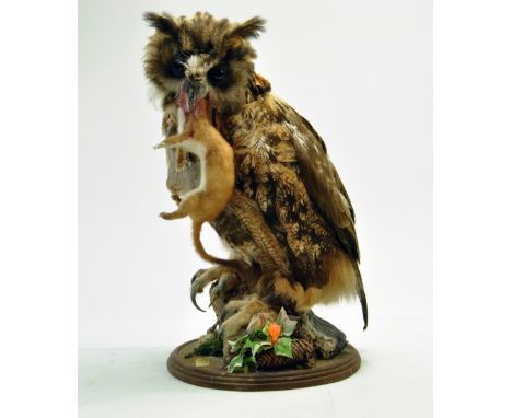 Taxidermy: A late 20th century example of an Eagle Owl Indian Eagle Owl (Bubo bubo bengalensis)with Weasel Kill, mounted on p