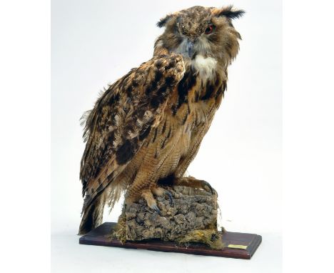 Taxidermy: An early 21st century example of an Indian Eagle Owl (Bubo bubo bengalensis) mounted on log based scenic plinth. P