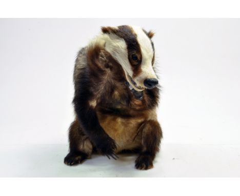 Taxidermy: An early 21st century example of a Badger (Meles meles), unmounted. Damage to neck area. Presented and studied by 