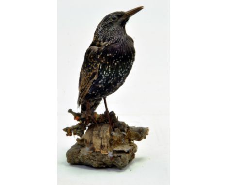 Taxidermy: An early 21st century example of a Starling (Sturnus vulgaris), mounted on a log based plinth. Presented and studi