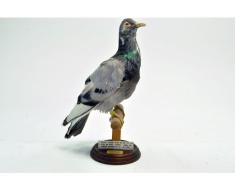 Taxidermy: An early 21st century example of a Racing Pigeon, mounted on a wooden perch. Presented and studied by local and re
