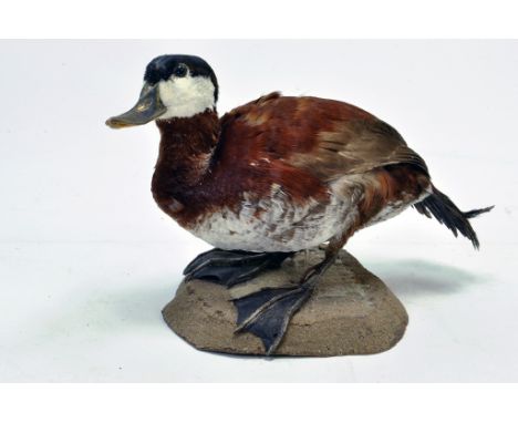 Taxidermy: An early 21st century example of a Ruddy Duck (Oxyura jamaicensis), mounted on a stone based plinth. Presented and