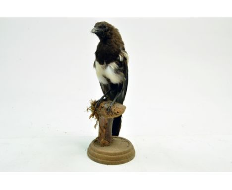 Taxidermy: An early 21st century example of a Magpie (Pica pica) mounted on a scenic plinth. Presented and studied by local a