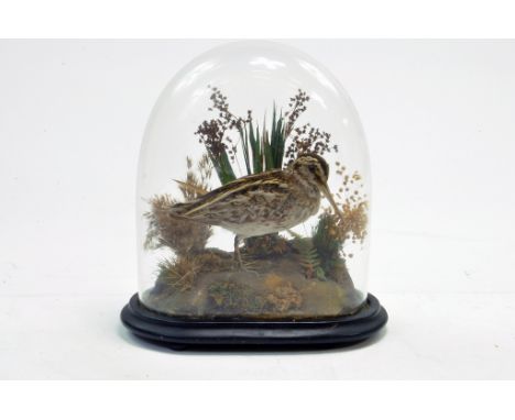 Taxidermy: An early 20th century example of a Jack Snipe (Lymnocryptes minimus) mounted within a glass globe, on plinth. Pres