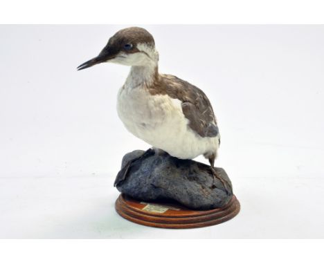 Taxidermy: An early 21st century example of a Brixham Seagull 'Guillemot'  (Uria aalge) mounted on a scenic plinth. Presented