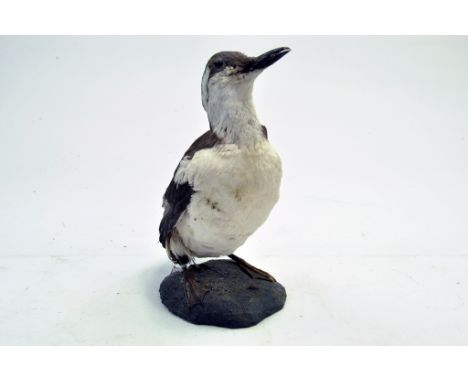 Taxidermy: An early 21st century example of a Guillemot  (Uria aalge) mounted on a rock based plinth. Presented and studied b