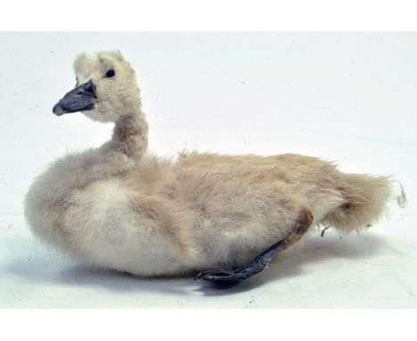 Taxidermy: An early 21st century example of a swan cygnet. Unmounted. Presented and studied by local and reputed taxidermist 