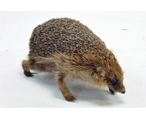 Taxidermy: An early 21st century example of a Hedgehog (Erinaceus europaeus) unmounted. Presented and studied by local and re