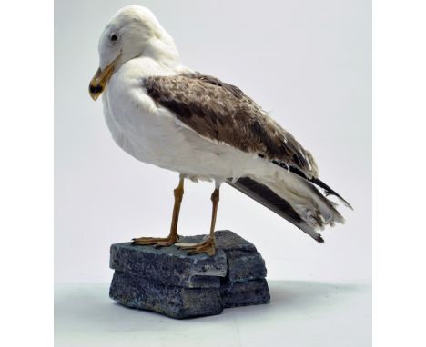 Taxidermy: A late 20th/early 21st century example of a Herring Gull (Larus argentatus) mounted on Rock based plinth. Presente