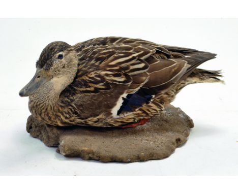 Taxidermy: An early 21st century example of a Hen Mallard Duck (Anas platyrhynchos) mounted on a rock based plinth. Presented