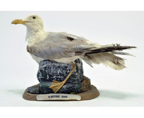 Taxidermy: An early 21st century example of a Herring Gull (Larus argentatus) mounted on a scenic plinth. Presented and studi