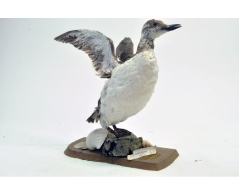 Taxidermy: An early 21st century example of a Guillemot  (Uria aalge) mounted on a rock based plinth. Presented and studied b