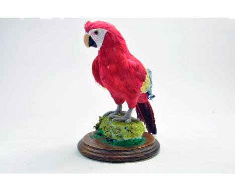 Taxidermy: An example of a mock up parrot mounted on a scenic plinth. Presented and studied by local and reputed taxidermist 