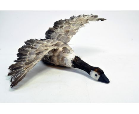 Taxidermy: An early 21st century example of a made up partial Canada Goose. Presented and studied by local and reputed taxide