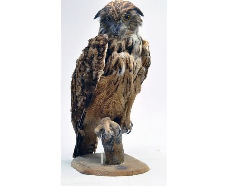 Taxidermy: An early 21st century example of an Indian Eagle Owl (Bubo bubo bengalensis) mounted on scenic plinth. Presented a