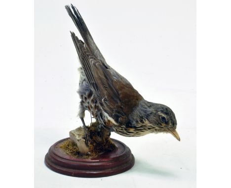 Taxidermy: An early 21st century example of a Thrush (Turdus philomelos), mounted on a log based plinth. Presented and studie