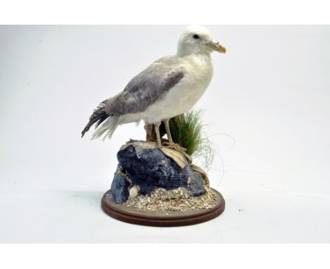 Taxidermy: An early 21st century example of a Common Gull (Larus canus) mounted on a scenic plinth. Presented and studied by 