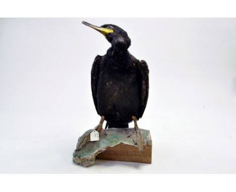 Taxidermy: An early 21st century example of a Shag (Phalacrocorax aristotelis) mounted on a scenic plinth. Presented and stud