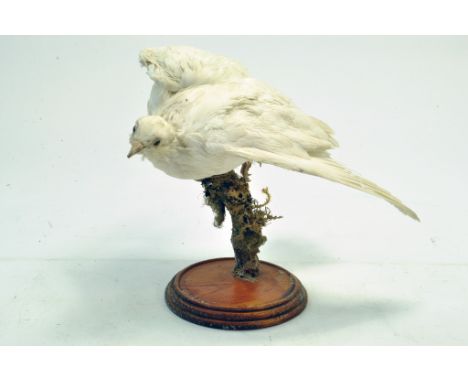 Taxidermy: An early 21st century example of a white dove (albino Columbidae), mounted on a log based plinth. Presented and st