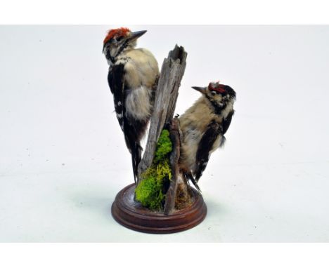 Taxidermy: An early 21st century example of a duo of lesser spotted woodpeckers (Dendrocopos minor) on a scenic plinth. Prese