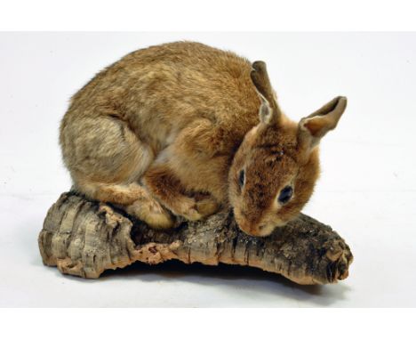 Taxidermy: An early 21st century example of a Hare (Lepus europaeus) on a scenic plinth. Presented and studied by local and r