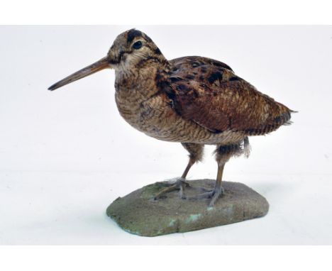 Taxidermy: An early 21st century example of a Woodcock (Scolopax rusticola), mounted on a Rock based plinth. Presented and st