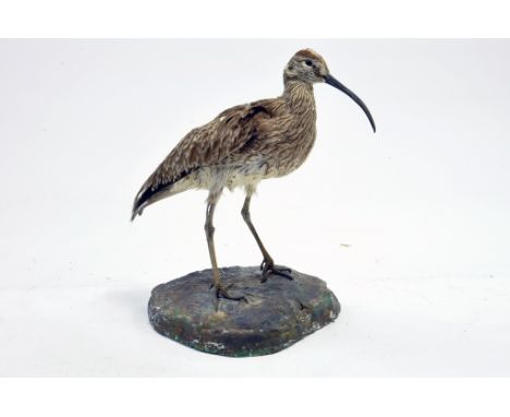 Taxidermy: An early 21st century example of an Curlew (Numenius arquata) mounted on a scenic plinth. Presented and studied by