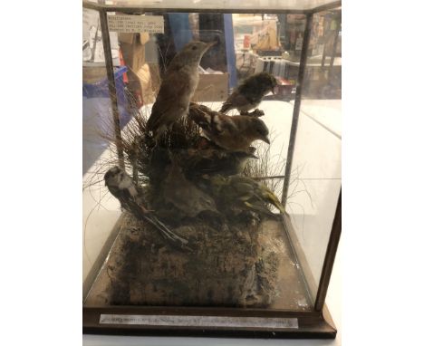 Taxidermy: An impressive cased display, late 20th Century depicting a mounted arrangement of British Garden Birds. 