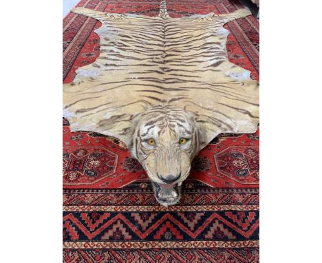 A Tiger skin rug mounted by Theobald Bros, Mysore, India. Nose to Tail 280 cm, width across front paws 20 cm. Previously re-b