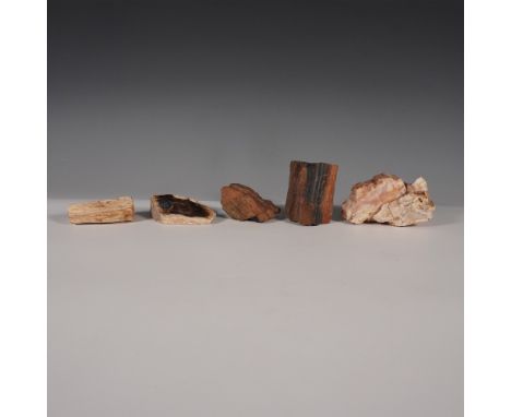 A captivating set of five petrified wood specimens, each showcasing unique mineralization and coloration that reveal the anci