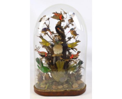 A late Victorian taxidermy of fourteen birds from Central/East Africa in a naturalistic setting, including a sakebula (or lon